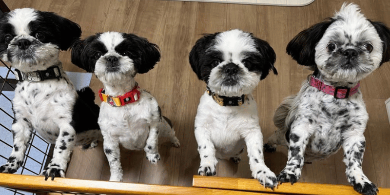 Shihtzu Family