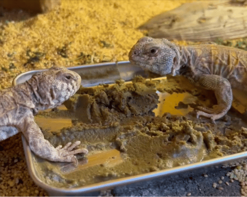 ニシキトゲオアガマの食事風景