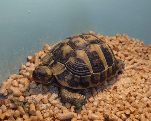 ヒガシヘルマンリクガメの魅力・日常風景や飼育環境 屋外飼育の様子などをお伝えしていきたいと思います 。