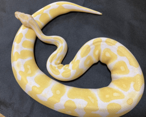 Albino