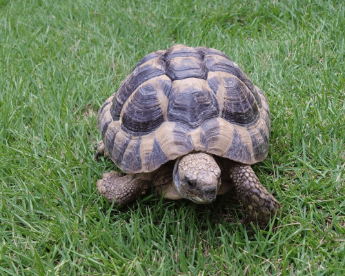 ヒガシヘルマンリクガメの魅力・日常風景や飼育環境 屋外飼育の様子などをお伝えしていきたいと思います 。