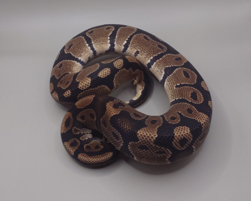 hetPiebaldhetGeneticStripe