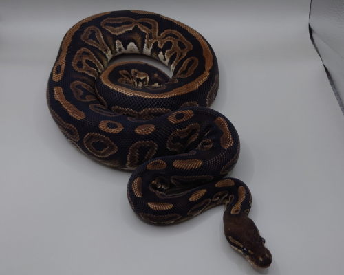 BlackPastelhetPiebald